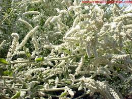 Image result for Aerva