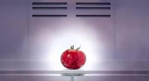 The Reason Why Tomatoes Taste Less Delicious Once You Put Them In The Fridge Tasting Delicious One Banana
