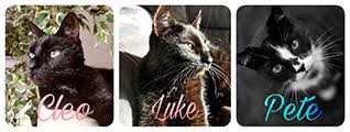 Ab wann kann man eine katze decken lassen? Katze Decken Lassen Sexualitat Und Fortpflanzung Grinsekatzen Das Katzenforum Fur Katzenfreunde