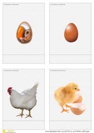 pin on دورات الحياة تكاثر الحيوانات