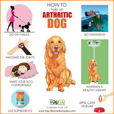 Arthritis in older dogs is actually rather common, with around 20% of dogs suffering from it in one form or another (see source). How To Help An Arthritic Dog Top 10 Home Remedies