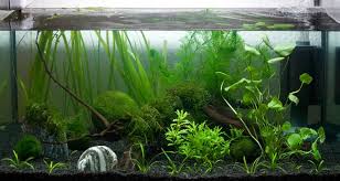 Apart from this, you should choose the plants that will be easier to manage. Best Filter For 5 Gallon Fish Tank Informinc