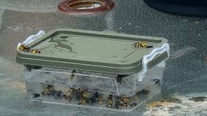 Wasp and Fly Trap by Drabb by Brian Bardwell — Kickstarter