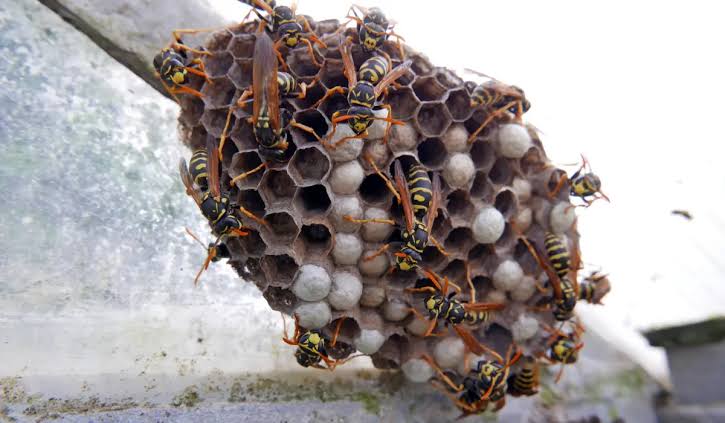 Where Wasps Nest Around Homes (and How | Miller Pest