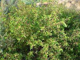Image result for Acalypha psilostachya