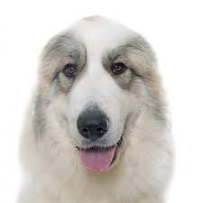The great pyrenees can prove difficult to handle, and train. 176 Great Pyrenees Stock Photos Free Royalty Free Great Pyrenees Images Depositphotos