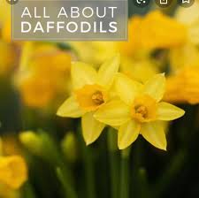 Dearly loved and adored wife of michael. Flowers By Lucy Home Facebook