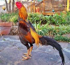 Oleh karena itu jika menginginkan keris dengan pamor buntel mayit sebaiknya ditanyakan dulu pada orang yang mengerti tentang seluk beluk tosan aji agar bisa dilihat cocok atau tidaknya. 5 Jenis Ayam Bangkok Tipe Ayam Aduan Yang Bagus Dan Kuat Menang