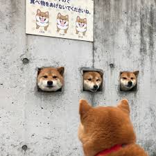 Shibe Sevimli Hayvan Yavrulari Shiba Inu Sevimli Kopek Yavrulari
