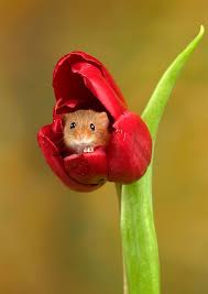Des Souris En Tulipes Ce Photographe A D Cid D C39est D39en Dans Decide Des Faire Mignon Photog Animals Beautiful Cute Animals Cute Animal Pictures
