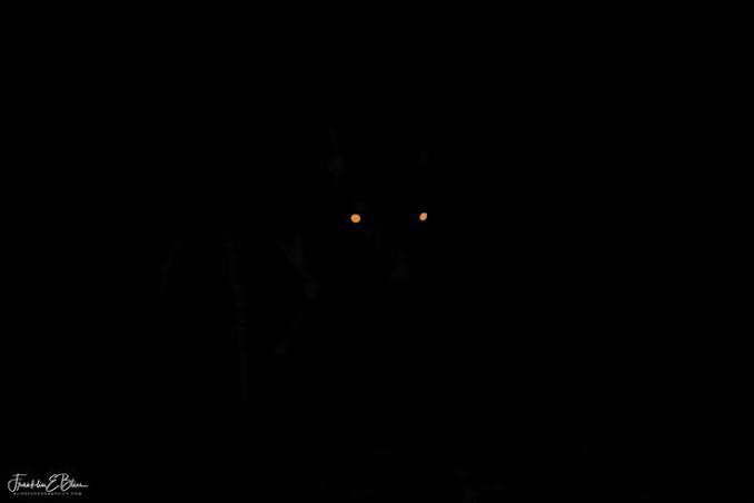 Eyes in the Night - Bliss Photographics ODDBALL % % % % % | Dark silhouette  with glowing eyes, Eyes in the woods, Glowing eyes at night