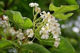 Image result for Holarrhena pubescens