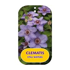 Clematis x 'zostiwa' still waters™ clematis. Clematis Still Waters Zostiwa Pbr Pp Clswater Floraxchange