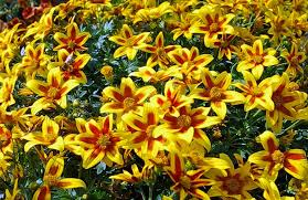 Image result for Bidens