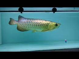 Purchased these 6 inches arowana from long yu arowana wholesale 24th feb 2013. Arowana Chili Red From Long Yu Aquarium By Steve Wong