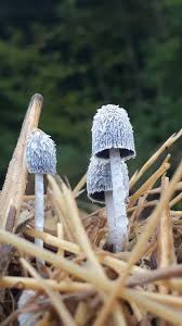 Image result for Coprinus lagopus