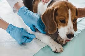 Maybe you would like to learn more about one of these? Pet First Aid Awareness Month Shallowford Animal Hospital