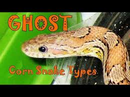 Maybe you would like to learn more about one of these? Ghost Types Corn Snake Morph Deep Dive 17 Youtube