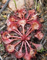 Image result for Drosera burkeana