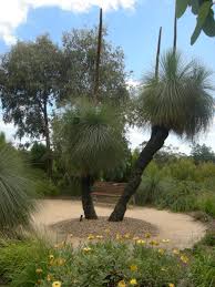 Black Boy Plants These Could Look Good Against The White Rendered Wall In Entrance Native Garden Australian Native Garden Australian Native Plants