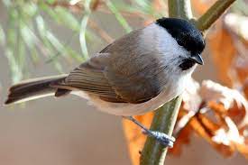 Meise — (parus), gattung aus der abtheilung der kegelschnäbeligen singvögel; Wintervogel Bestimmen Meisen Im Vergleich Nabu
