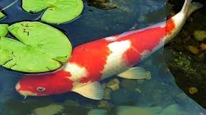Atur jumlah ikan koi dalam satu kolam cara memberi makan ikan koi ketenaran ikan koi membuat banyak sekali orang yang berkeinginan untuk memelihara ikan ini. Cara Merawat Ikan Koi Anda Setelah Mendapatkannya Dari Duta Koi Sejahtera Jual Ikan Koi Blitar Super Murah Harga Langsung Peternak Ikankoiblitar Com