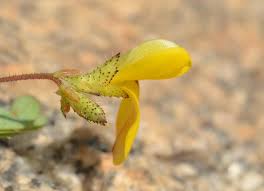 Image result for Smithia