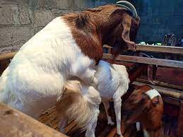 Harga kambing cross boer hewan qurban murah. Cara Ternak Kambing Pedaging Unggulan Budidaya Kambing Boer 78 Farm