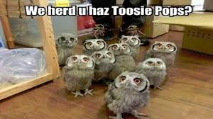 Image result for Animal Meme