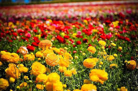 Must contain at least 4 different symbols; Visit The Carlsbad Flower Fields This Spring 2016