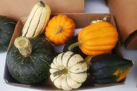 Image result for Cucurbita