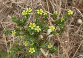 Image result for Hugonia elliptica
