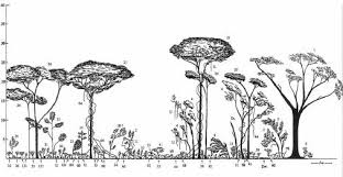 Image result for Chazaliella abrupta