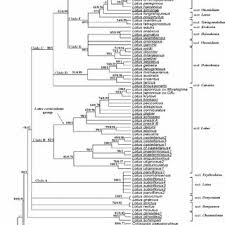Image result for Lotus namulensis