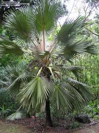 Image result for Latania loddigesii