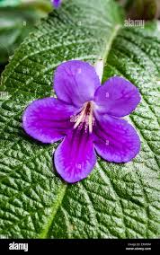 Image result for Streptocarpus goetzei