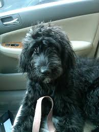 Black Bernese Mountain Dog Poodle Mix Home Bernedoodles Black Labradoodle Schnoodle Dog Mountain Dogs