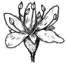 Want to discover art related to acaciaclark? Acacia Tree Coloring Pages