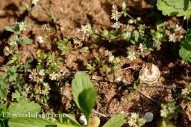 Image result for Polycarpon