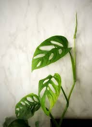People who have a monstera obliqua or have seen one, say that the leaves are paper thin, way more thin than the monstera adansonii. Diferencias Entre Monstera Obliqua Y Adansonii Blog Verdecora