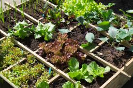 Do this for peas, pole beans, cucumbers, melons, and squash. Square Foot Gardening How To Start A Garden In A 1 X 1 Grid Garden And Happy
