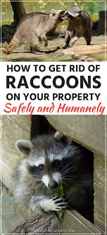 Smell on its own won't be enough to deter a raccoon from under your deck but in combination with the above light and sound deterrents, it can be helpful. How To Get Rid Of Raccoons Predator Guard Predator Deterrents And Repellents