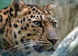 Check spelling or type a new query. List Of Endangered Animals With Facts Info Pictures