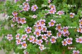 Image result for Jamesbrittenia integerrima