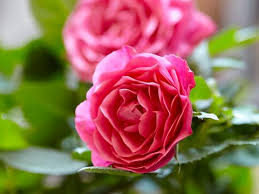 Now that you know how to treat rose rust, you can help your rose bush get rid of the rose rust disease that is affecting it. Growing Patio Roses In Containers Love The Garden