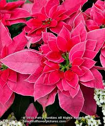 Pin On Christmas Bright