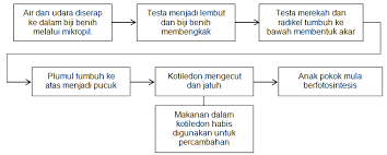 Percambahan oleh buah labu, tembikai,timun di mana biji benih akan keluar ke atas tanah. Https Xdocs Tips Doc 411 Percambahan Biji Benih 6nw12l1ylp81