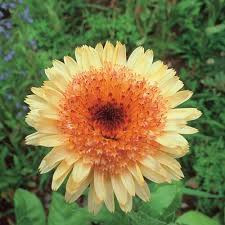 We did not find results for: Cool Season Annuals Finegardening