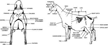 Parts Of A Dairy Goat Dairy Goats Goats Keeping Goats