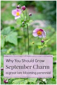 Pin On Perennials